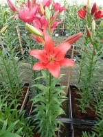 [5076 Colares No02.JPG]